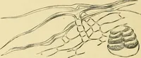 An illustration from The microscopy of vegetable foods, with special reference to the detection of adulteration and the diagnosis of mixtures (1916)