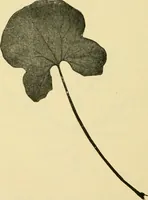 An illustration from The microscopy of vegetable foods, with special reference to the detection of adulteration and the diagnosis of mixtures (1916)