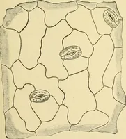 An illustration from The microscopy of vegetable foods, with special reference to the detection of adulteration and the diagnosis of mixtures (1916)