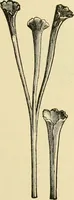 An illustration from The microscopy of vegetable foods, with special reference to the detection of adulteration and the diagnosis of mixtures (1916)