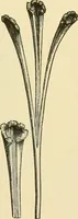 An illustration from The microscopy of vegetable foods, with special reference to the detection of adulteration and the diagnosis of mixtures (1916)