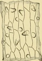 An illustration from The microscopy of vegetable foods, with special reference to the detection of adulteration and the diagnosis of mixtures (1916)
