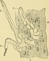 An illustration from The microscopy of vegetable foods, with special reference to the detection of adulteration and the diagnosis of mixtures (1916)