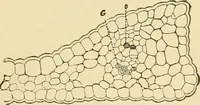 An illustration from The microscopy of vegetable foods, with special reference to the detection of adulteration and the diagnosis of mixtures (1916)