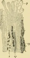 An illustration from The microscopy of vegetable foods, with special reference to the detection of adulteration and the diagnosis of mixtures (1916)