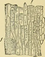 An illustration from The microscopy of vegetable foods, with special reference to the detection of adulteration and the diagnosis of mixtures (1916)