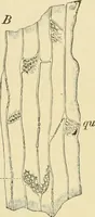 An illustration from The microscopy of vegetable foods, with special reference to the detection of adulteration and the diagnosis of mixtures (1916)