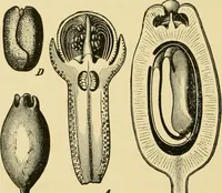 An illustration from The microscopy of vegetable foods, with special reference to the detection of adulteration and the diagnosis of mixtures (1916)
