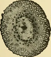 An illustration from The microscopy of vegetable foods, with special reference to the detection of adulteration and the diagnosis of mixtures (1916)
