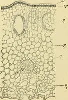 An illustration from The microscopy of vegetable foods, with special reference to the detection of adulteration and the diagnosis of mixtures (1916)