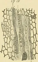 An illustration from The microscopy of vegetable foods, with special reference to the detection of adulteration and the diagnosis of mixtures (1916)