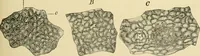 An illustration from The microscopy of vegetable foods, with special reference to the detection of adulteration and the diagnosis of mixtures (1916)