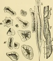 An illustration from The microscopy of vegetable foods, with special reference to the detection of adulteration and the diagnosis of mixtures (1916)