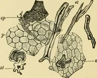 An illustration from The microscopy of vegetable foods, with special reference to the detection of adulteration and the diagnosis of mixtures (1916)