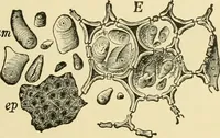 An illustration from The microscopy of vegetable foods, with special reference to the detection of adulteration and the diagnosis of mixtures (1916)