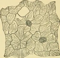 An illustration from The microscopy of vegetable foods, with special reference to the detection of adulteration and the diagnosis of mixtures (1916)