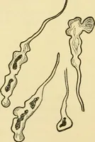 An illustration from The microscopy of vegetable foods, with special reference to the detection of adulteration and the diagnosis of mixtures (1916)