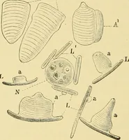 An illustration from The microscopy of vegetable foods, with special reference to the detection of adulteration and the diagnosis of mixtures (1916)