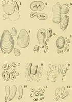 An illustration from The microscopy of vegetable foods, with special reference to the detection of adulteration and the diagnosis of mixtures (1916)