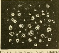An illustration from The microscopy of vegetable foods, with special reference to the detection of adulteration and the diagnosis of mixtures (1916)