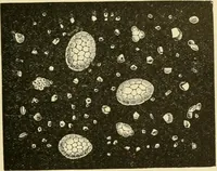 An illustration from The microscopy of vegetable foods, with special reference to the detection of adulteration and the diagnosis of mixtures (1916)