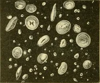 An illustration from The microscopy of vegetable foods, with special reference to the detection of adulteration and the diagnosis of mixtures (1916)