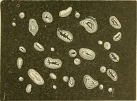 An illustration from The microscopy of vegetable foods, with special reference to the detection of adulteration and the diagnosis of mixtures (1916)