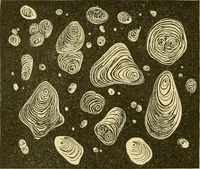 An illustration from The microscopy of vegetable foods, with special reference to the detection of adulteration and the diagnosis of mixtures (1916)