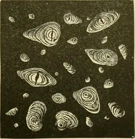 An illustration from The microscopy of vegetable foods, with special reference to the detection of adulteration and the diagnosis of mixtures (1916)