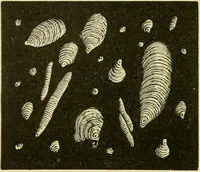 An illustration from The microscopy of vegetable foods, with special reference to the detection of adulteration and the diagnosis of mixtures (1916)