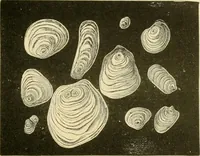 An illustration from The microscopy of vegetable foods, with special reference to the detection of adulteration and the diagnosis of mixtures (1916)