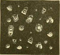An illustration from The microscopy of vegetable foods, with special reference to the detection of adulteration and the diagnosis of mixtures (1916)