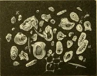 An illustration from The microscopy of vegetable foods, with special reference to the detection of adulteration and the diagnosis of mixtures (1916)