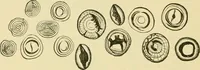 An illustration from The microscopy of vegetable foods, with special reference to the detection of adulteration and the diagnosis of mixtures (1916)