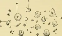 An illustration from The microscopy of vegetable foods, with special reference to the detection of adulteration and the diagnosis of mixtures (1916)