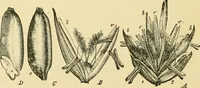 An illustration from The microscopy of vegetable foods, with special reference to the detection of adulteration and the diagnosis of mixtures (1916)