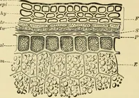 An illustration from The microscopy of vegetable foods, with special reference to the detection of adulteration and the diagnosis of mixtures (1916)