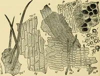 An illustration from The microscopy of vegetable foods, with special reference to the detection of adulteration and the diagnosis of mixtures (1916)