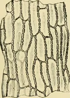 An illustration from The microscopy of vegetable foods, with special reference to the detection of adulteration and the diagnosis of mixtures (1916)