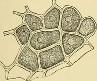 An illustration from The microscopy of vegetable foods, with special reference to the detection of adulteration and the diagnosis of mixtures (1916)