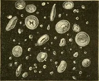 An illustration from The microscopy of vegetable foods, with special reference to the detection of adulteration and the diagnosis of mixtures (1916)