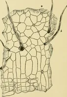 An illustration from The microscopy of vegetable foods, with special reference to the detection of adulteration and the diagnosis of mixtures (1916)