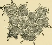 An illustration from The microscopy of vegetable foods, with special reference to the detection of adulteration and the diagnosis of mixtures (1916)