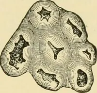 An illustration from The microscopy of vegetable foods, with special reference to the detection of adulteration and the diagnosis of mixtures (1916)