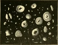 An illustration from The microscopy of vegetable foods, with special reference to the detection of adulteration and the diagnosis of mixtures (1916)