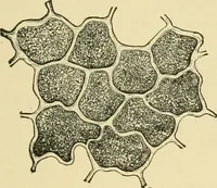 Picture 40 of 504 from The microscopy of vegetable foods (1906), leaf 100