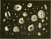 Picture 42 of 504 from The microscopy of vegetable foods (1906), leaf 100