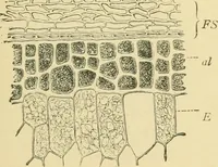 Picture 43 of 504 from The microscopy of vegetable foods (1906), leaf 102