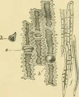 Picture 44 of 504 from The microscopy of vegetable foods (1906), leaf 102