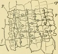 Picture 45 of 504 from The microscopy of vegetable foods (1906), leaf 103